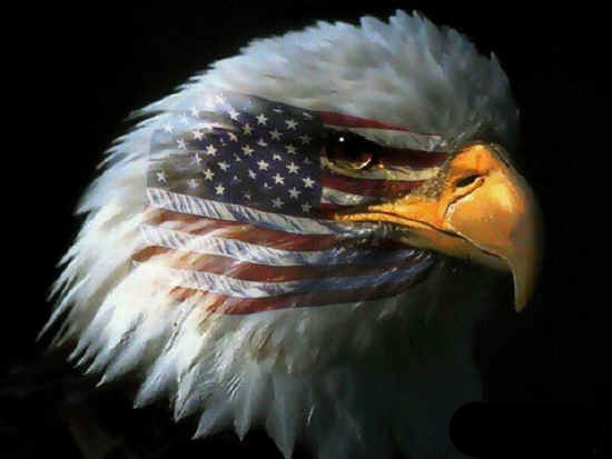 american flag eagle. american flag eagle pictures.
